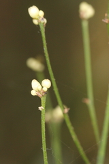 Romnalda strobilacea