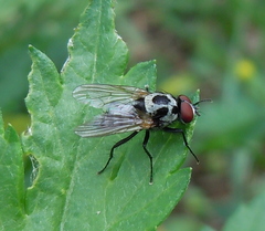 Anthomyia