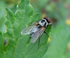 Anthomyia