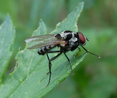 Anthomyia