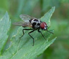 Anthomyia