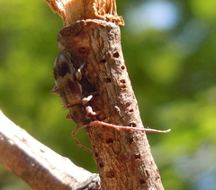 Exocentrus lusitanus