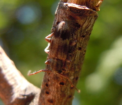 Exocentrus lusitanus