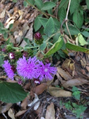 Vernonia alamanii