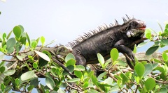 Iguana iguana