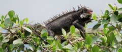 Iguana iguana