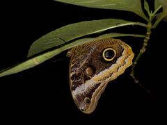 Caligo uranus