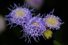 Praxelis clematidea