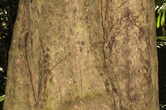 Syzygium corynanthum