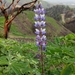 Arroyo Lupine - Photo (c) Jess, some rights reserved (CC BY-NC), uploaded by Jess