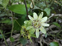 Passiflora rovirosae