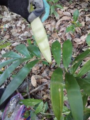 Zamia prasina