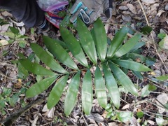 Zamia prasina