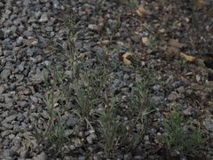 Artemisia tilesii