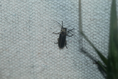 Pseudozonitis labialis