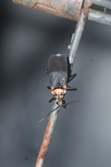 Rhiginia cinctiventris