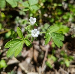 Phacelia ranunculacea