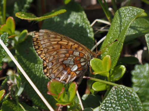 Bog Fritillary photo 3