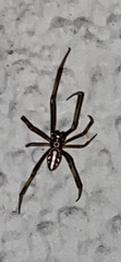 Latrodectus hesperus