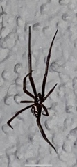 Latrodectus hesperus