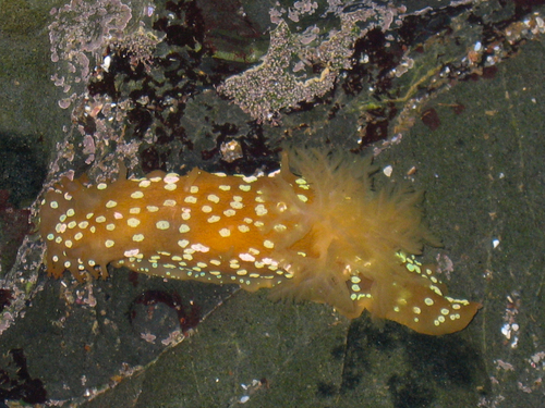 Spotted Dorid