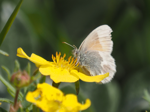 Large Heath photo 6