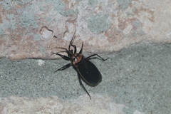 Rhiginia cinctiventris