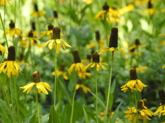 Rudbeckia californica