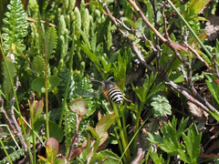 Dolichovespula albida