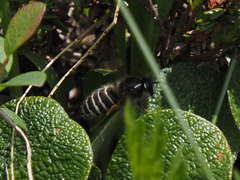 Dolichovespula albida
