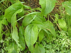 Rudbeckia californica