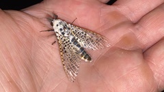 Zeuzera multistrigata