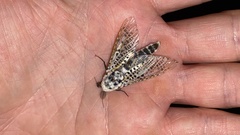 Zeuzera multistrigata