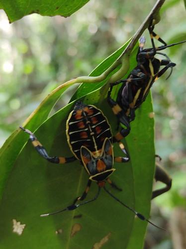 Thasus acutangulus