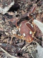 Erginulus roeweri