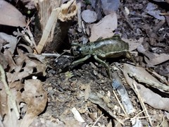 Nesoecia