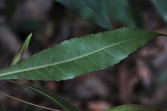 Elaeocarpus kirtonii