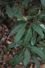 Elaeocarpus kirtonii