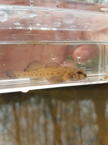 Southern Tessellated Darter