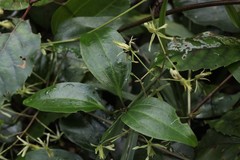 Clematis pickeringii