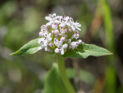 Plectritis macrocera