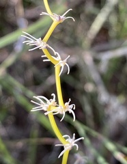 Tripterococcus brunonis