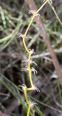 Tripterococcus brunonis