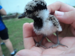 Vanellus indicus
