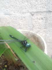 Dythemis nigra