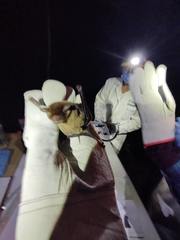 Pteronotus mesoamericanus