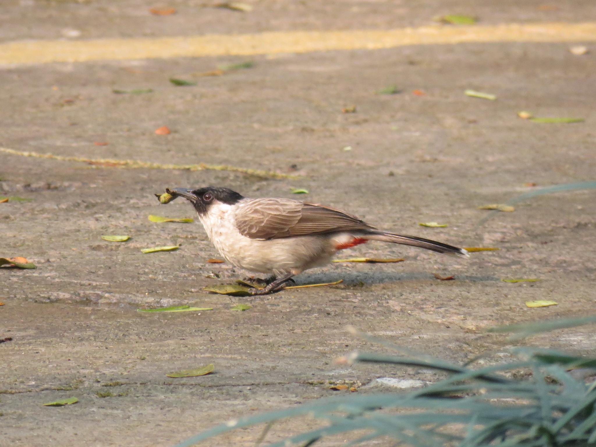 Sooty-headed Bulbul