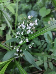 Oldenlandia mellii