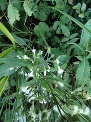 Oldenlandia mellii