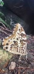Neope armandii
